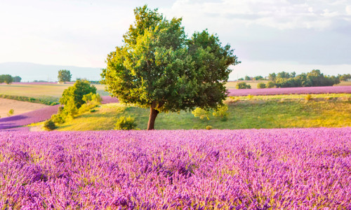 Rosévin