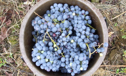 Tempranillo